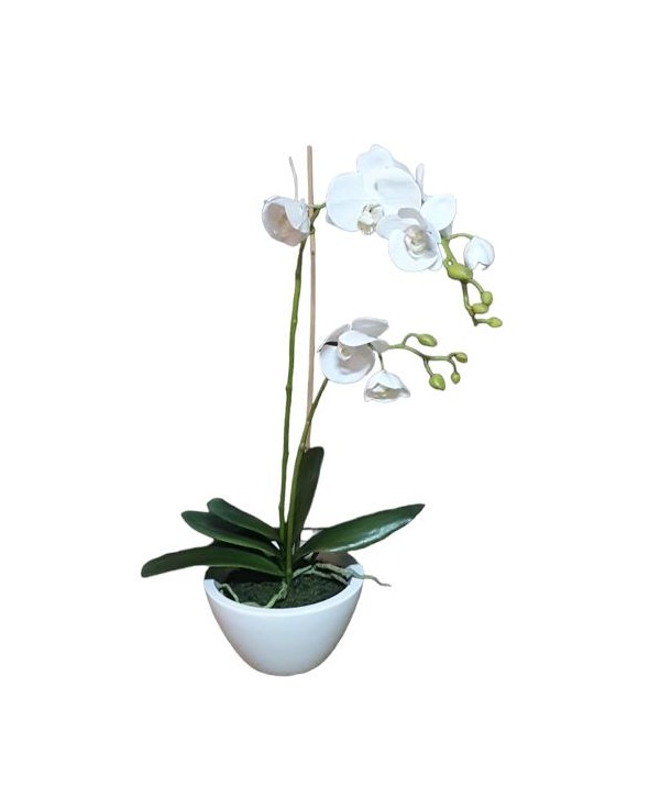 Maceta m15 orquídea phalaenopsis c/hojas x 2 varas flores 65cm blanca