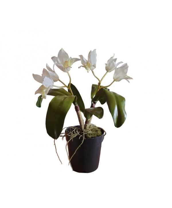 Maceta m12 orquídea calathea x 2 vara x 2 flores 45cm blanca