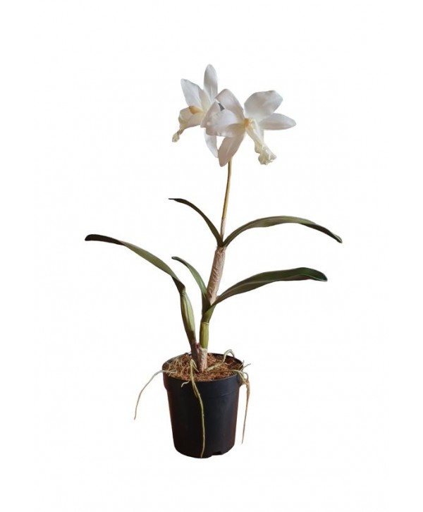 Maceta m12 orquídea calathea x 1 vara x 2 flores 55cm blanca