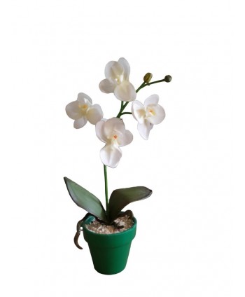Maceta orquídea d 8cm Alt 30cm 