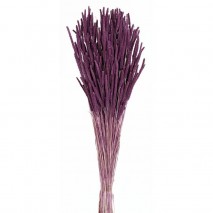 Phleum seco 100gr 60cm lila