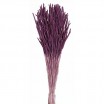 Phleum seco 100gr 60cm lila