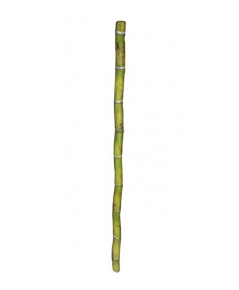 Caña bambú 90cm latex verde