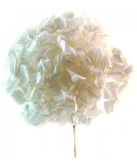 Pomo Hortensia preservada blanca perla - g