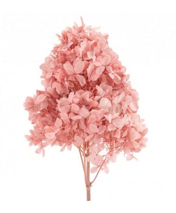 Pomo Hortensia preservada d 10cm x Alt  45cm aprox  rosa nude 