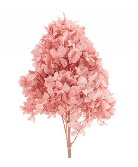 Vara hortensia preservada d.10cm x Alt. 45cm aprox. rosa nude 