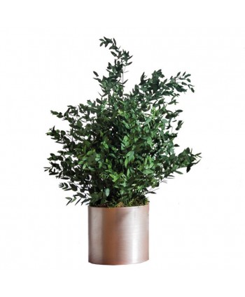 Planta preservada 70cm m 20cm parvifolia verde