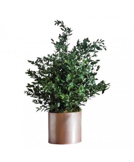 Planta preservada 70cm m.20cm parvifolia verde