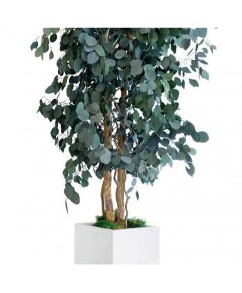 Árbol preservado m.20cm d.40cm Alt.130cm populus verde