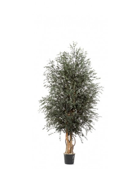 Árbol preservado m.20cm d.60cm Alt.130cm eucalipto parvifolia verde