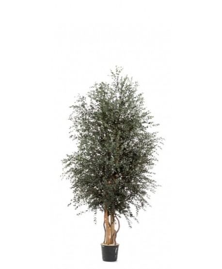 Árbol preservado m.20cm d.60cm Alt.130cm parvifolia verde