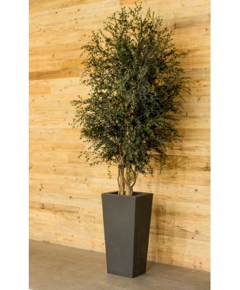 Árbol preservado m.20cm d.60cm Alt.130cm parvifolia verde