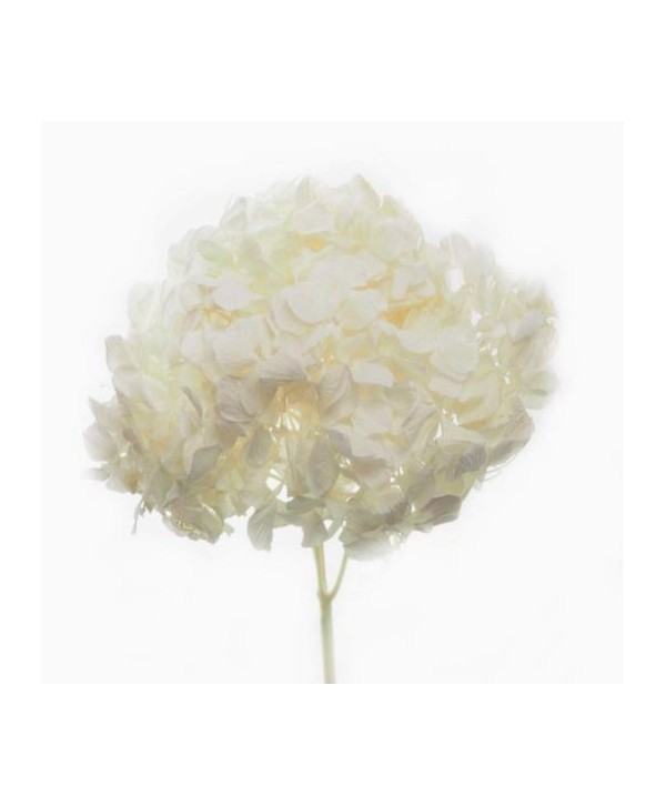 Pomo Hortensia preservada c/tallo blanca