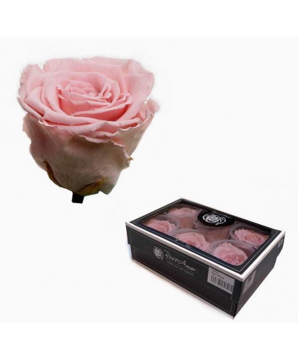 Caja  6 rosa preservada cabeza d  5 5-6cm Alt  4 5-5 2cm rosa
