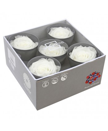 Caja  5 rosa preservada cabeza d. 6,3-7,3cm blanca