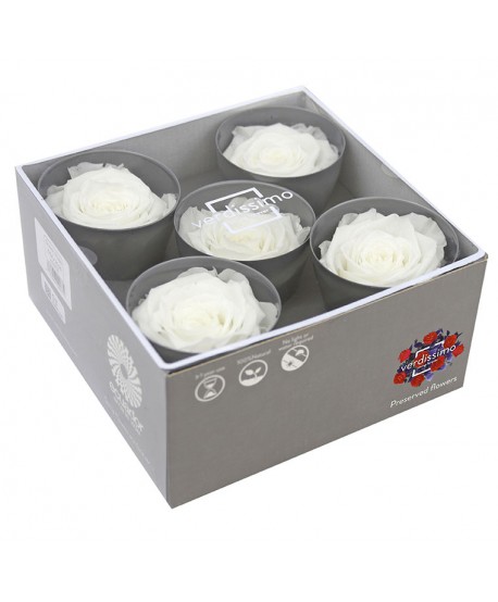Caja  5 rosa preservada cabeza d. 6,3-7,3cm blanca