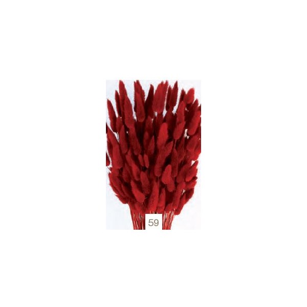 Lagurus seco 80g 60cm rojo intenso