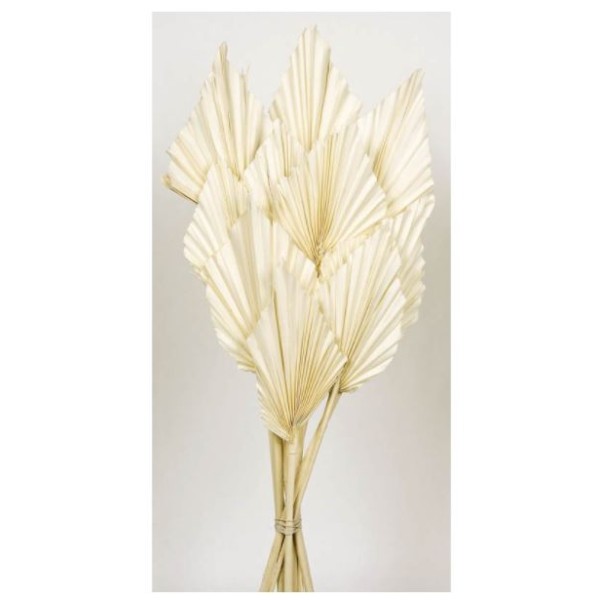 Palm Spear 50cm Ø 8/10cm 10 piezas blanca