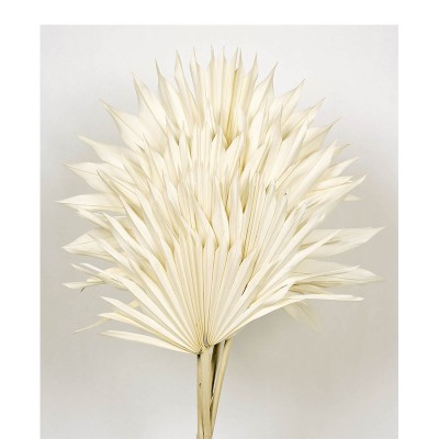 Palm sum seca 6pcs 60cm d 15-25cm blanca