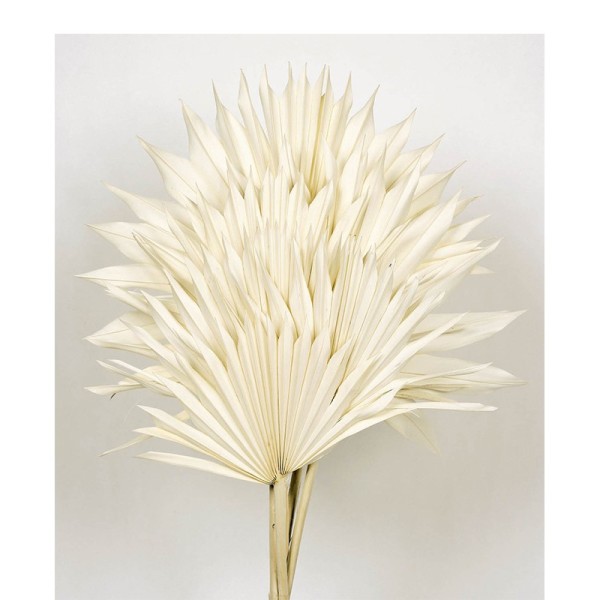 Palm sum seca 6pcs 60cm d.15-25cm blanca