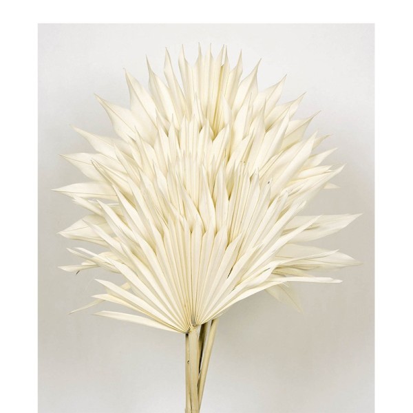 Palma seca abierta 6pcs 60cm d.15-25cm  blanca