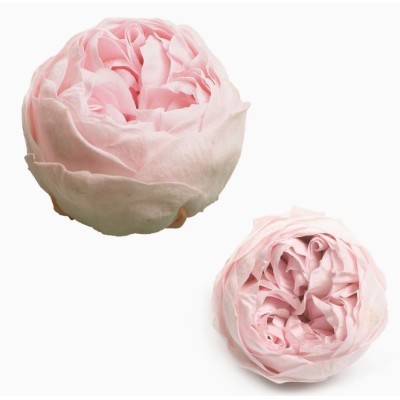 Caja 6 rosas jardín preservadas cabeza d 5cm Alt 4 5cm rosa pálido