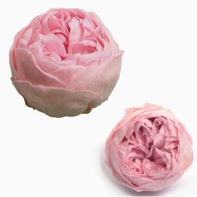 Caja 6 rosas jardín preservadas cabeza d 5cm Alt 4 5cm rosa
