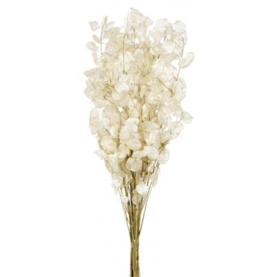 Lunaria 40 g blanca