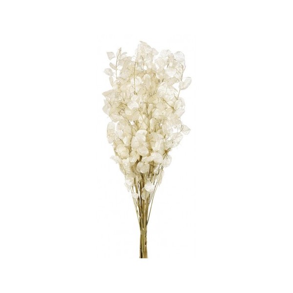 Lunaria 40 g blanca