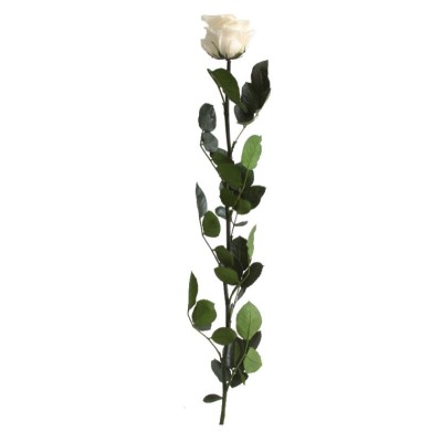 Rosa preservada c/tallo capullo d 4 5-6cm x 55cm envasada champagne