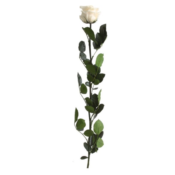 Rosa preservada c/tallo capullo d.4.5-6cm x 55cm envasada champagne