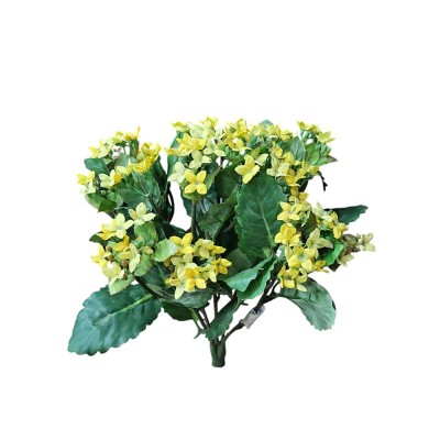 Mata kalanchoe x 6T Alt 25cm amarillo