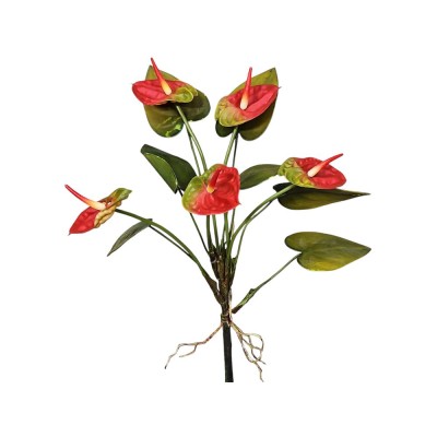 Mata anthurium x 5 flores Alt 50cm con raíces rojo