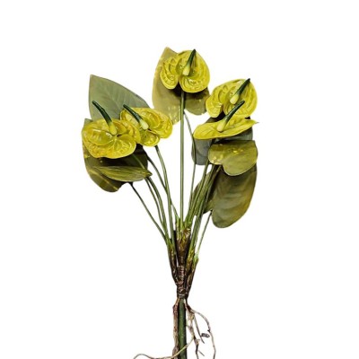 Mata anthurium x 5 flores Alt 50cm con raíces verde