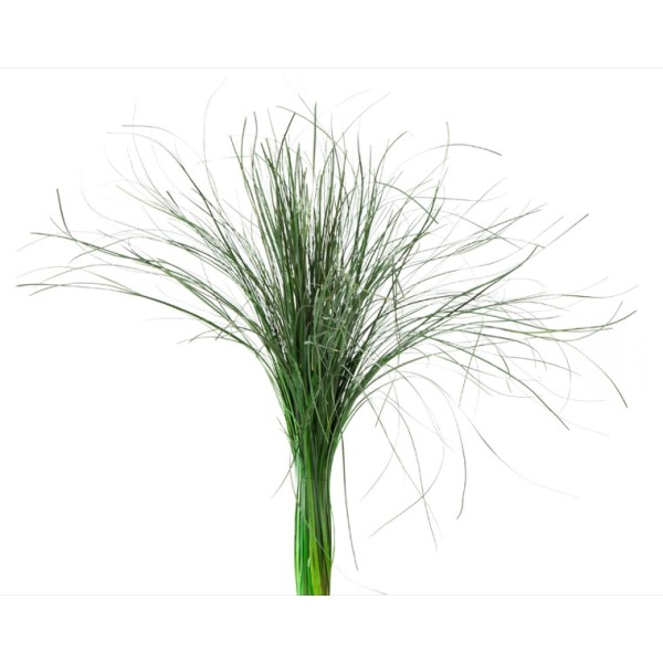 Beargraas preservado 60-80cm verde
