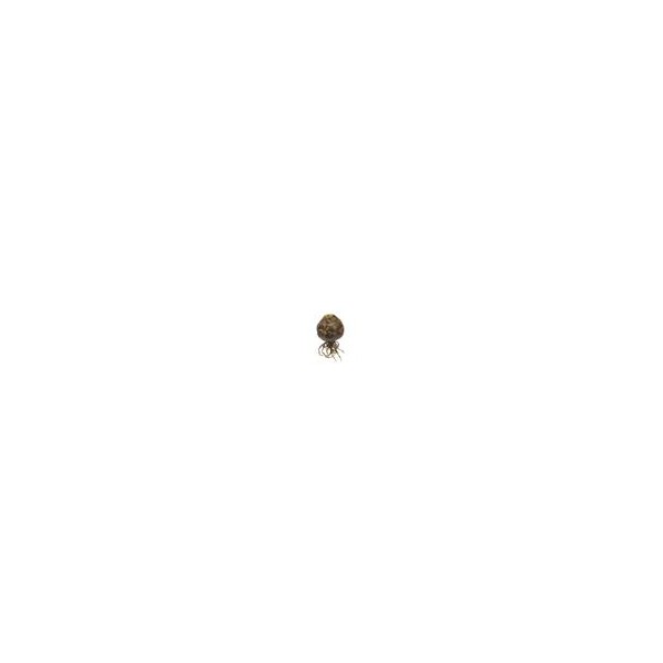 Bulbo marrón c/raíz d.7cm x 13cm