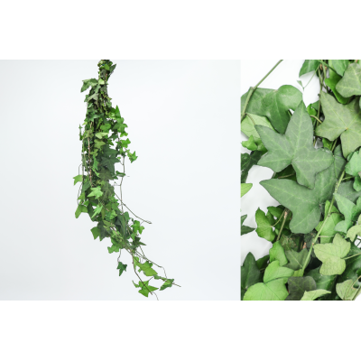 Pomo tira hiedra mini preservada 85cm 100grs
