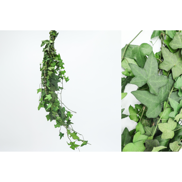 Pomo tira hiedra mini preservada 85cm 100grs