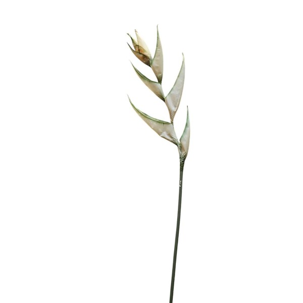 Heliconia  90cm crema/verde