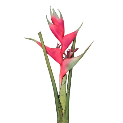 Exótica heliconia roja supernatural 125cm