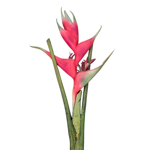 Heliconia roja supernatural 125cm