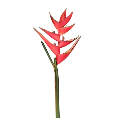 Heliconia roja supernatural 130cm