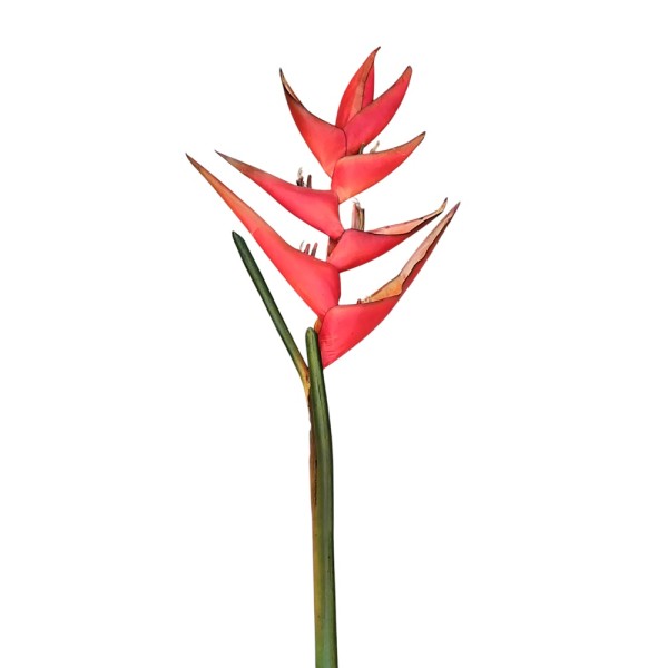 Heliconia roja supernatural 130cm