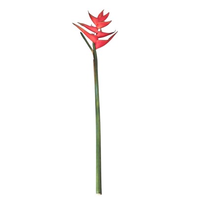 Heliconia roja supernatural 130cm