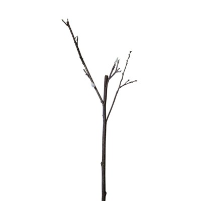 Rama magnolia con brotes Alt 100cm