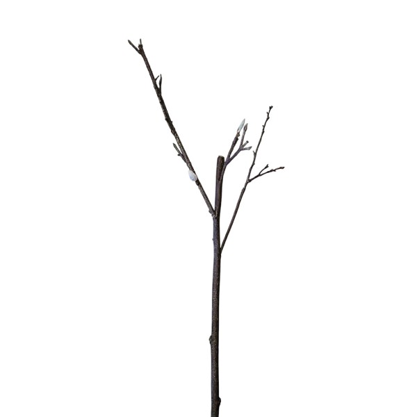 Rama magnolia con brotes Alt.100cm