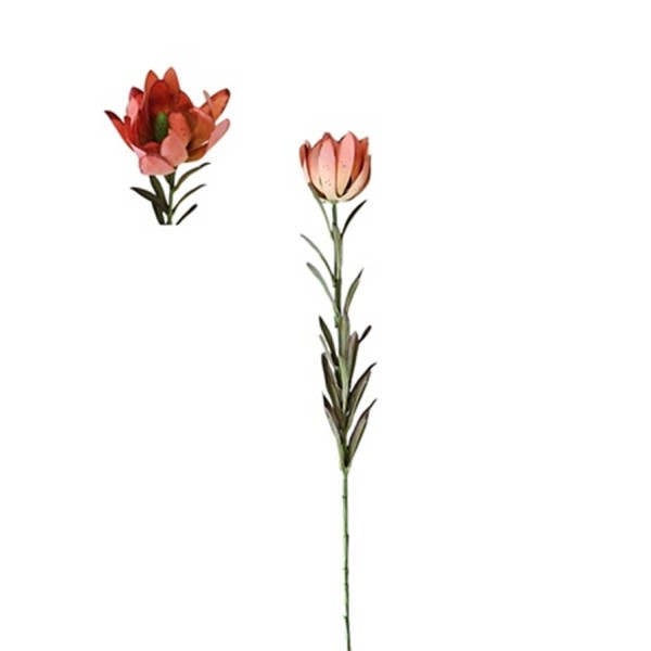Leucadendron safari 75cm burdeos