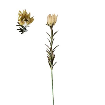 Leucodendron safari 75cm verde
