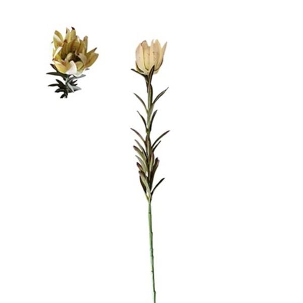 Leucadendron safari 75cm verde