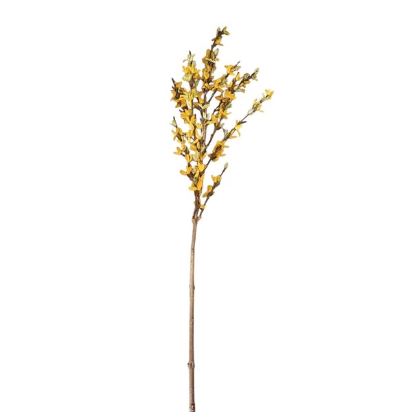 Forsethia amarilla supernatural x 110cm